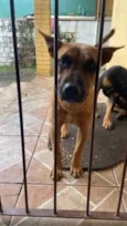 Nala