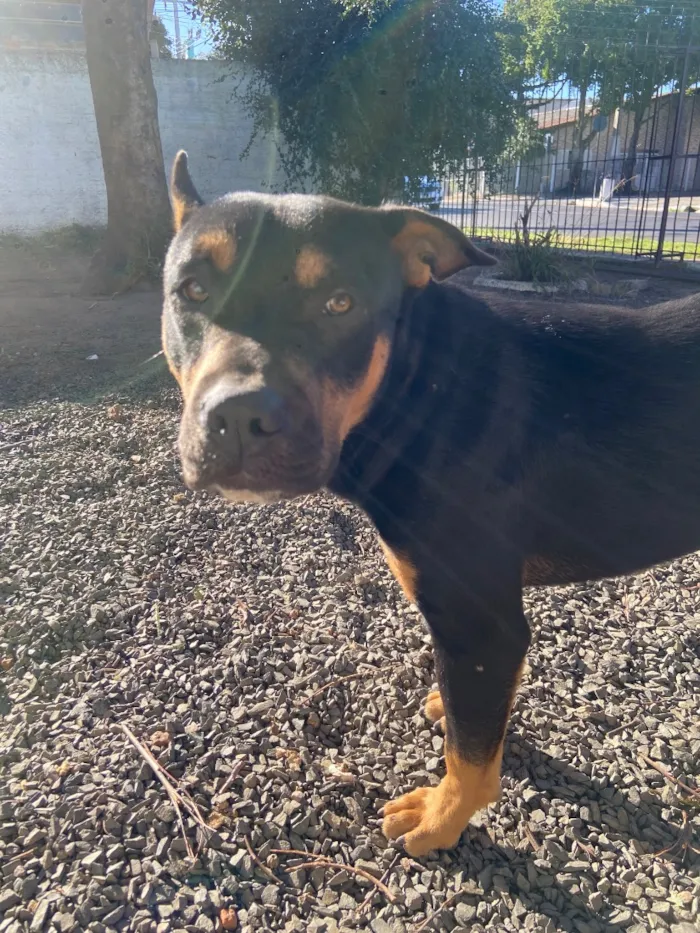 Cachorro raça SRD-ViraLata idade 1 ano nome Ragnar