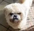 Chico 