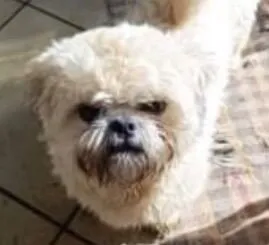 Cachorro raça Shitzu idade 1 ano nome Chico 