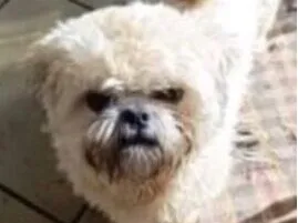 Cachorro raça Shitzu idade 1 ano nome Chico 