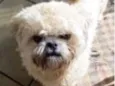 Chico