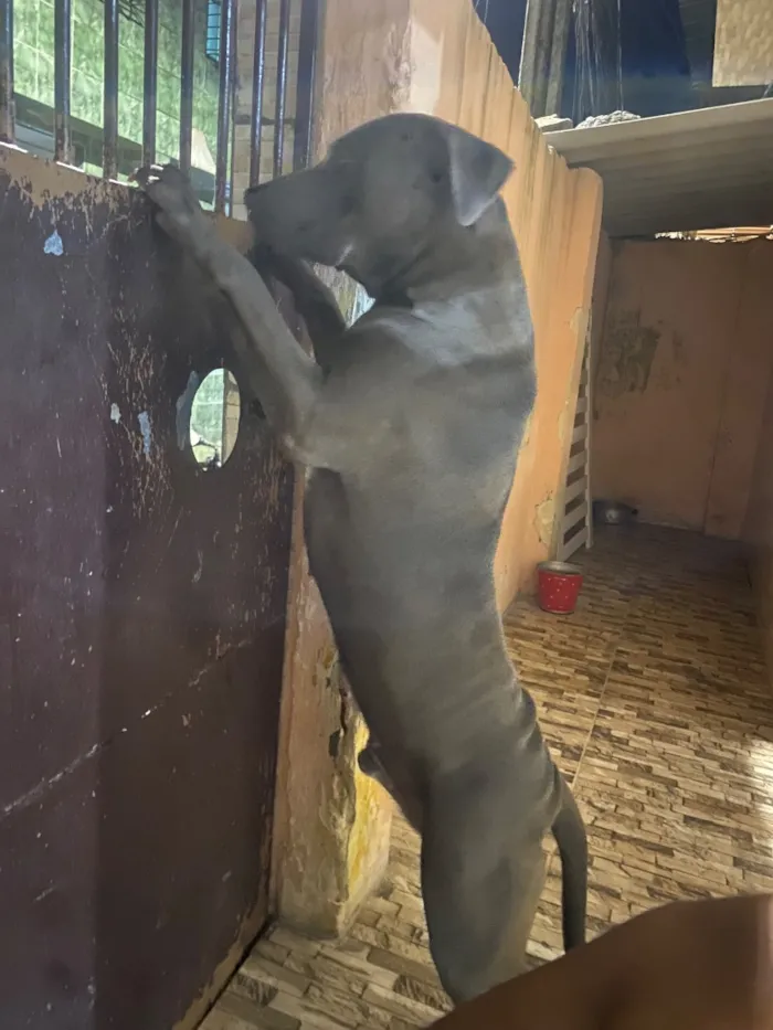 Cachorro raça Pit-Bull idade 3 anos nome Zeus