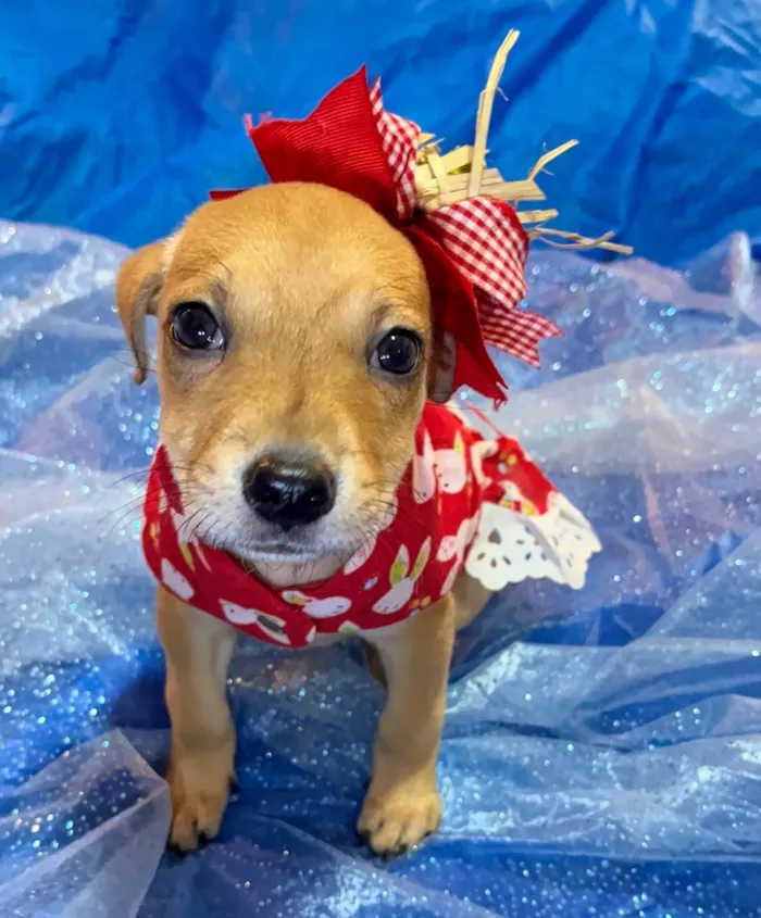 Cachorro raça SRD-ViraLata idade 2 a 6 meses nome Flor 