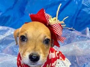 Cachorro raça SRD-ViraLata idade 2 a 6 meses nome Flor 