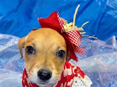Cachorro raça SRD-ViraLata idade 2 a 6 meses nome Flor 