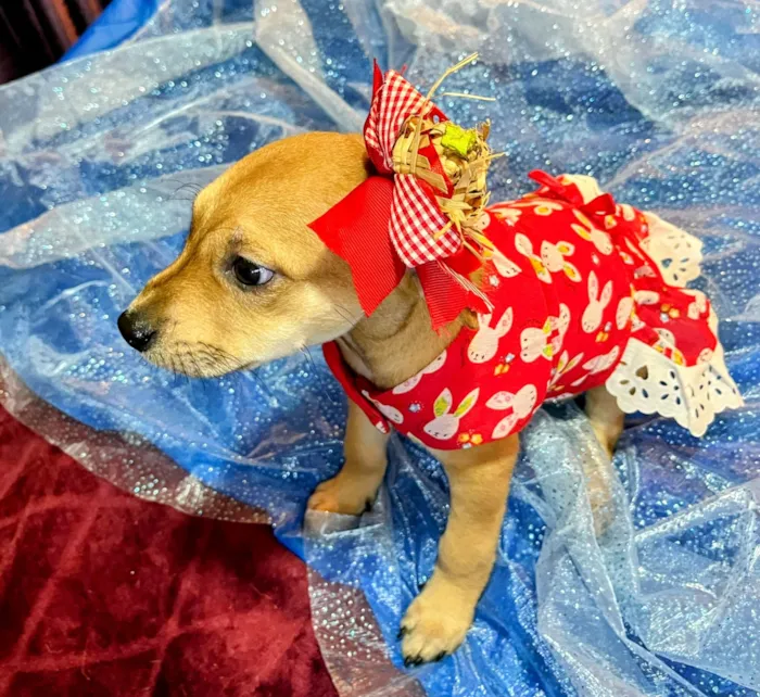 Cachorro raça SRD-ViraLata idade 2 a 6 meses nome Flor 
