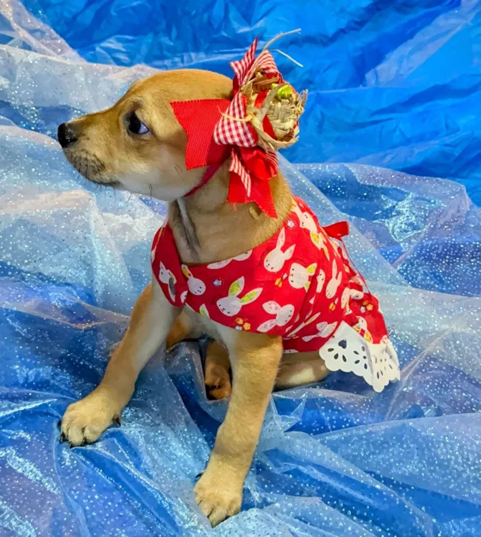 Cachorro raça SRD-ViraLata idade 2 a 6 meses nome Flor 