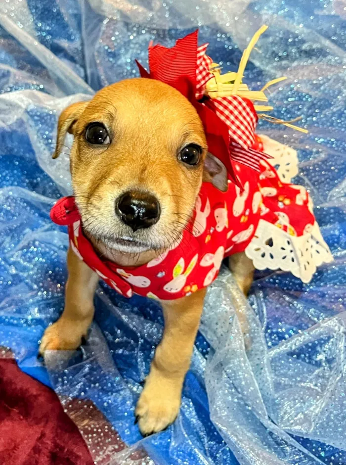 Cachorro raça SRD-ViraLata idade 2 a 6 meses nome Flor 