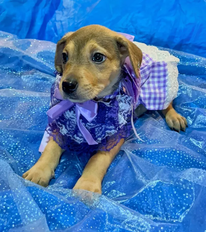 Cachorro raça SRD-ViraLata idade Abaixo de 2 meses nome Jasmin 