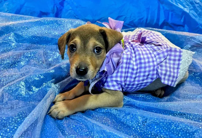 Cachorro raça SRD-ViraLata idade Abaixo de 2 meses nome Jasmin 