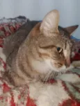 Lili