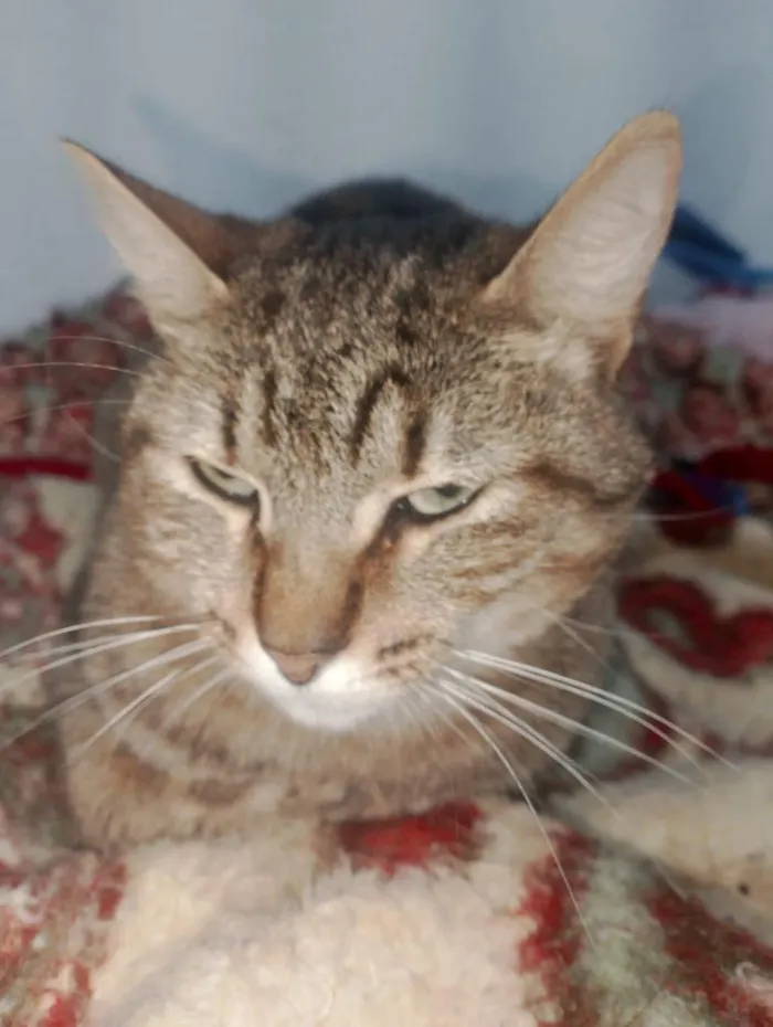 Gato raça SRD-ViraLata idade 2 anos nome Lili