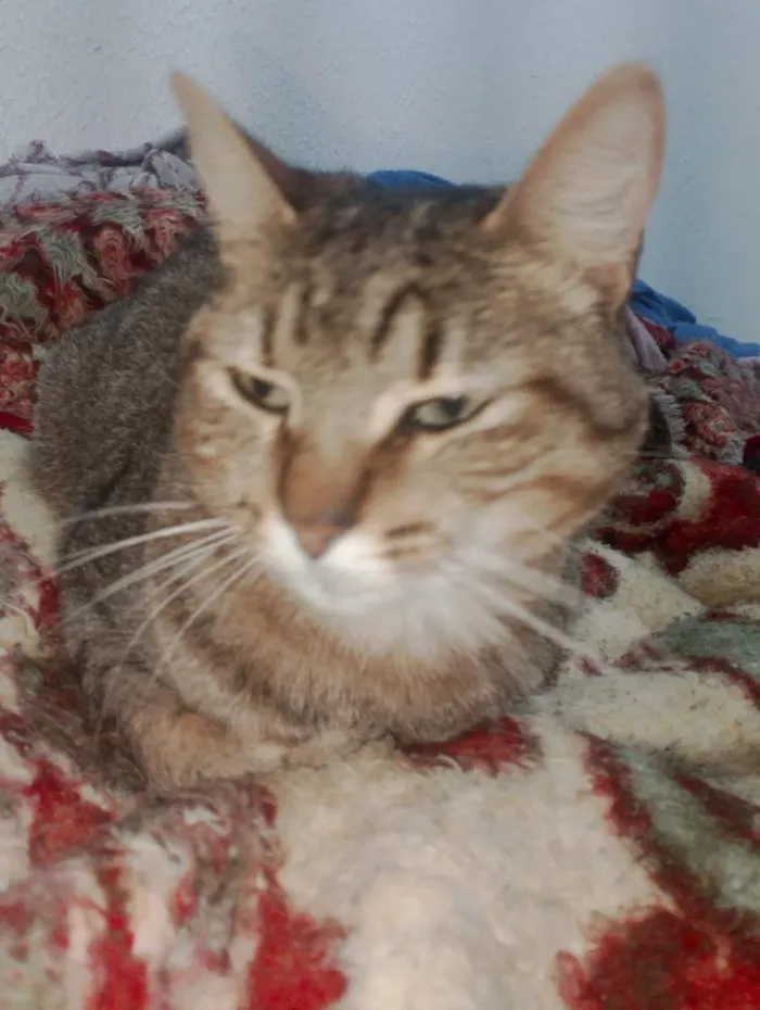 Gato raça SRD-ViraLata idade 2 anos nome Lili