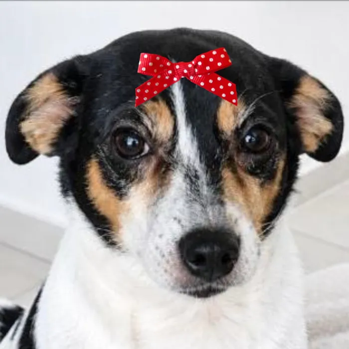 Cachorro raça SRD-ViraLata idade 5 anos nome Maria Tereza 