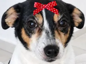 Cachorro raça SRD-ViraLata idade 5 anos nome Maria Tereza 