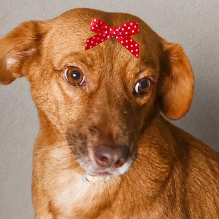 Cachorro raça SRD-ViraLata idade 3 anos nome Mel 