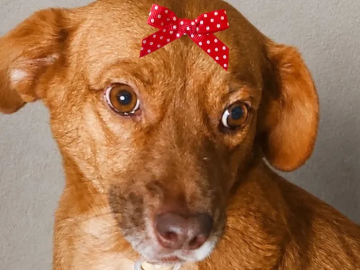 Cachorro raça SRD-ViraLata idade 3 anos nome Mel 