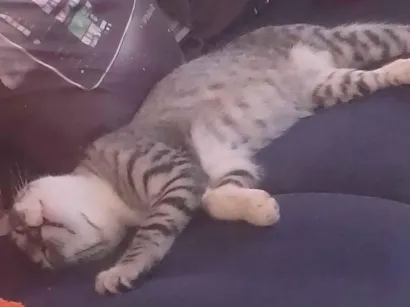 Gato raça SRD-ViraLata idade 2 a 6 meses nome apollo