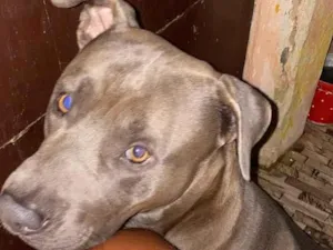 Cachorro raça Pit-Bull idade 3 anos nome Zeus