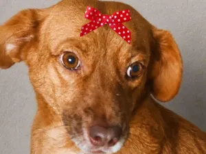 Cachorro raça SRD-ViraLata idade 3 anos nome Mel 