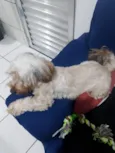 Pipoca 