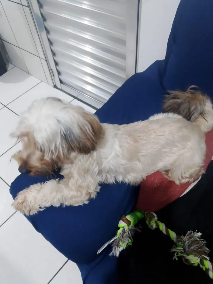 Cachorro raça Shitzu idade 1 ano nome Pipoca 