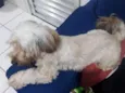 Pipoca 