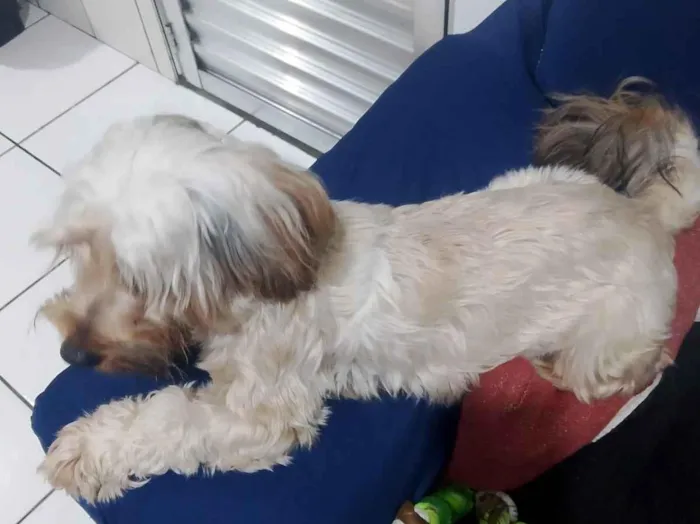 Cachorro raça Shitzu idade 1 ano nome Pipoca 