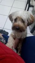 Pipoca 