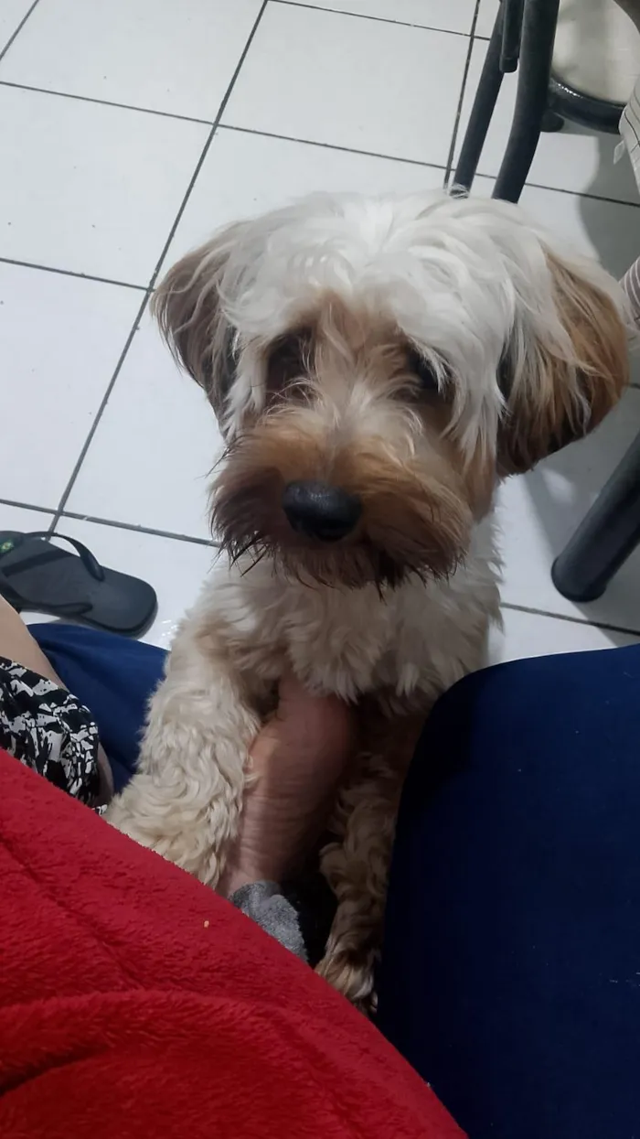 Cachorro raça Shitzu idade 1 ano nome Pipoca 