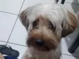 Pipoca 