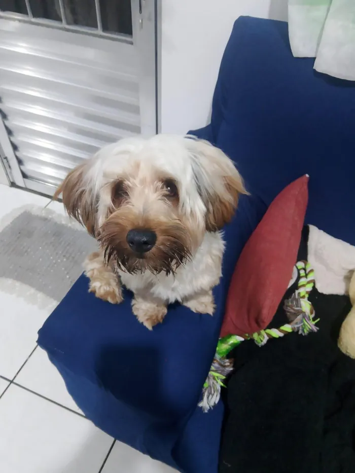 Cachorro raça Shitzu idade 1 ano nome Pipoca 