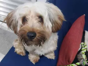 Cachorro raça Shitzu idade 1 ano nome Pipoca 