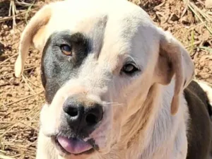 Cachorro raça SRD-ViraLata idade 1 ano nome Duque 