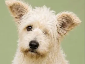 Cachorro raça SRD-ViraLata idade 1 ano nome Pirata 