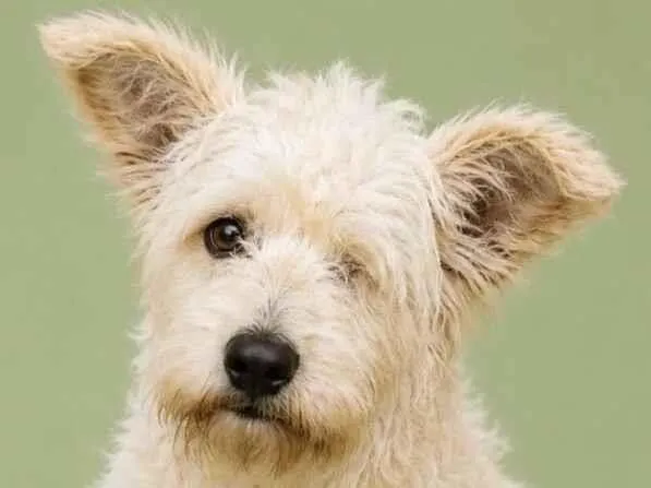 Cachorro raça SRD-ViraLata idade 1 ano nome Pirata 