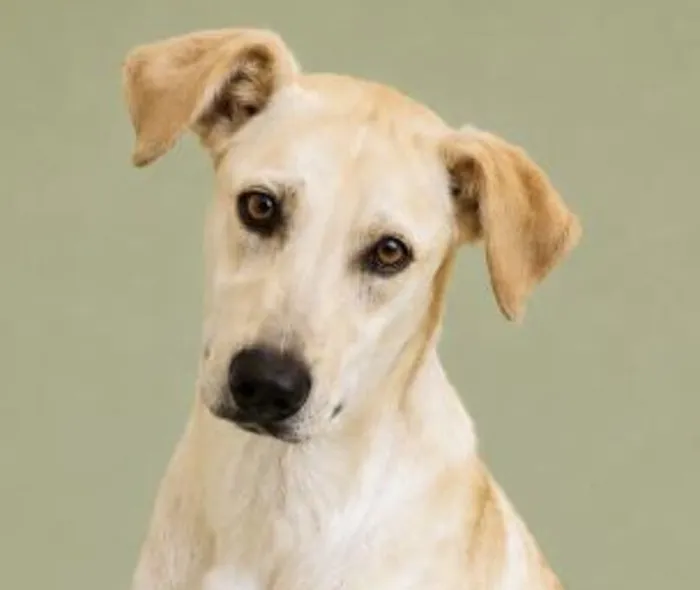 Cachorro raça Labrador idade 7 a 11 meses nome Thor 