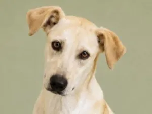 Cachorro raça Labrador idade 7 a 11 meses nome Thor 