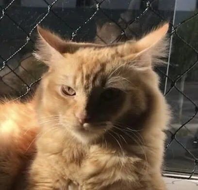 Gato raça SRD-ViraLata idade 3 anos nome Baki 