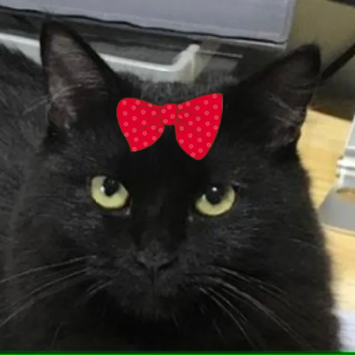 Gato raça SRD-ViraLata idade 3 anos nome Cacau 