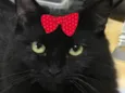Cacau 
