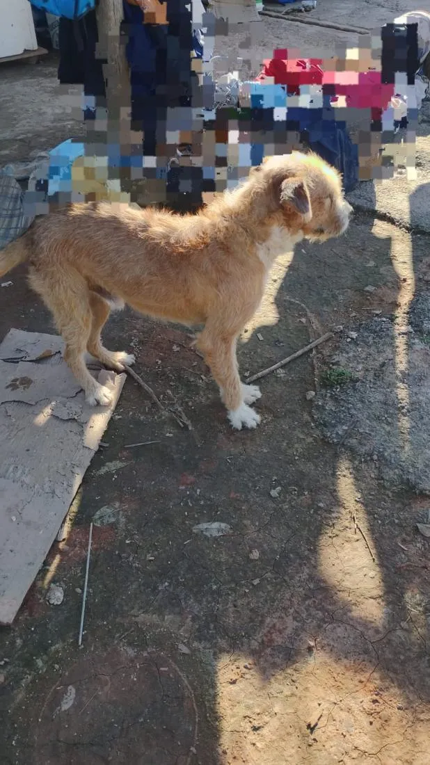 Cachorro raça SRD-ViraLata idade 2 anos nome max