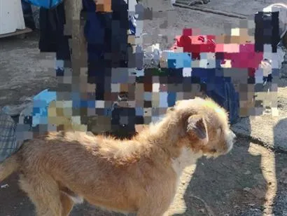 Cachorro raça SRD-ViraLata idade 2 anos nome max