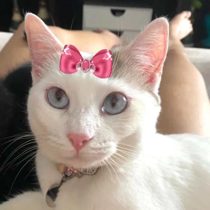 Gato raça SRD-ViraLata idade 2 anos nome Luna 