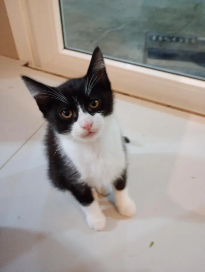 Gato raça SRD-ViraLata idade 2 a 6 meses nome Jolinha