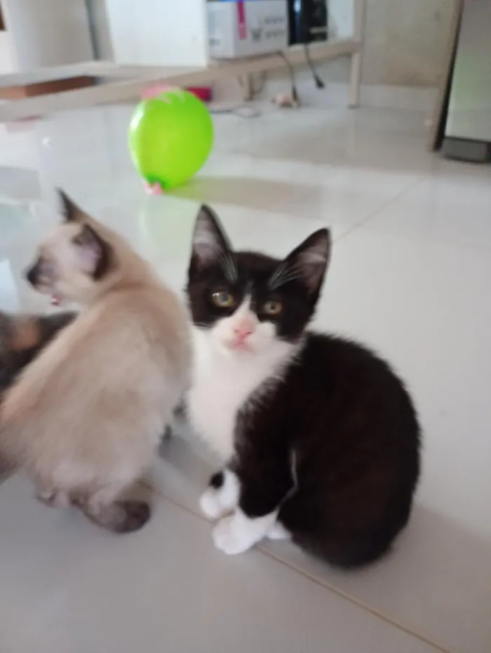 Gato raça SRD-ViraLata idade 2 a 6 meses nome Jolinha