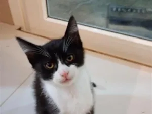 Gato raça SRD-ViraLata idade 2 a 6 meses nome Jolinha