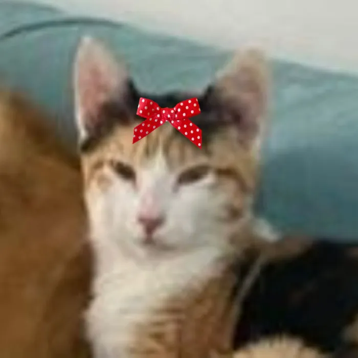 Gato raça SRD-ViraLata idade 2 anos nome Zoe 