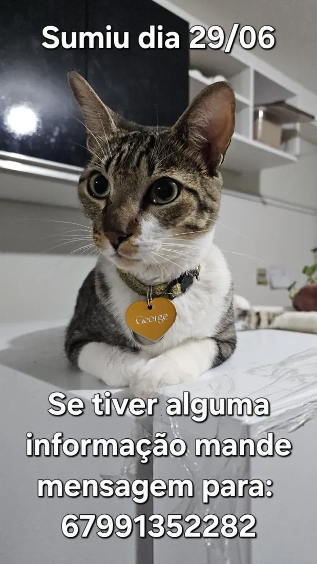 Gato raça SRD-ViraLata idade 3 anos nome George